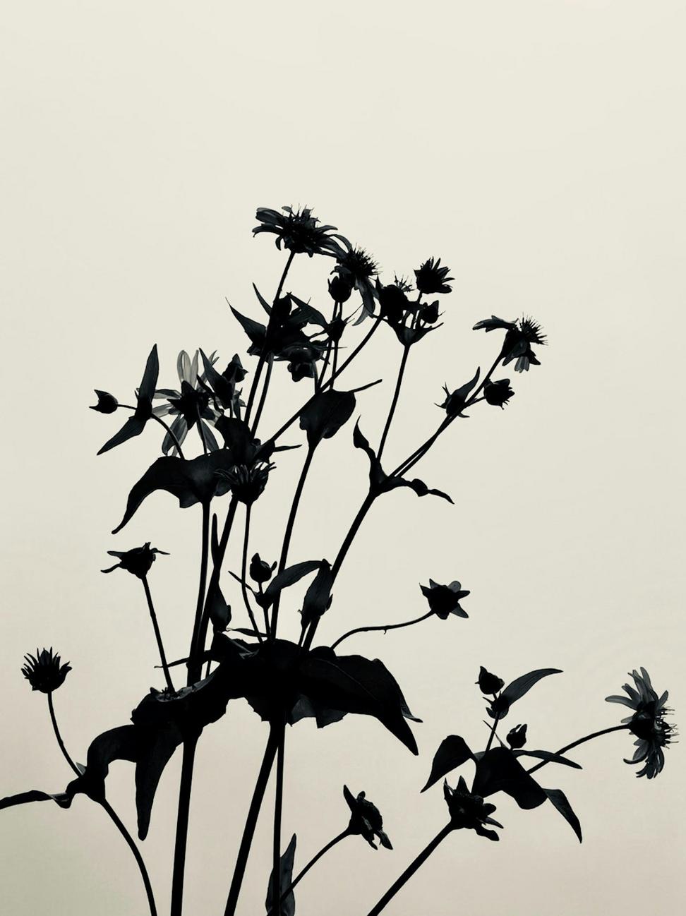 Black calla lilies and dark foliage arrangement