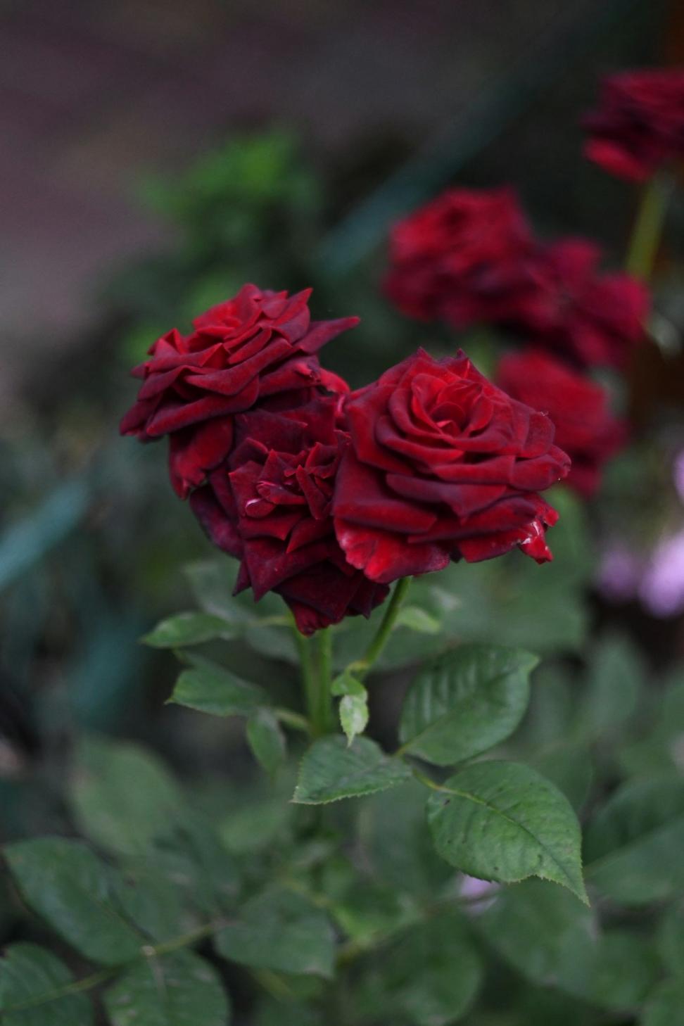 Deep red roses with black accents bridal bouquet