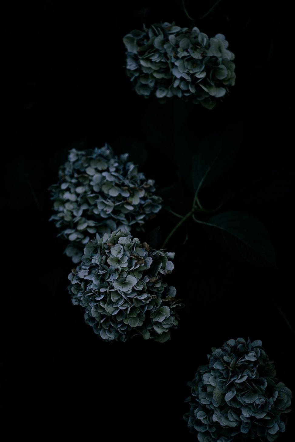 Dark mystical florals in misty atmosphere