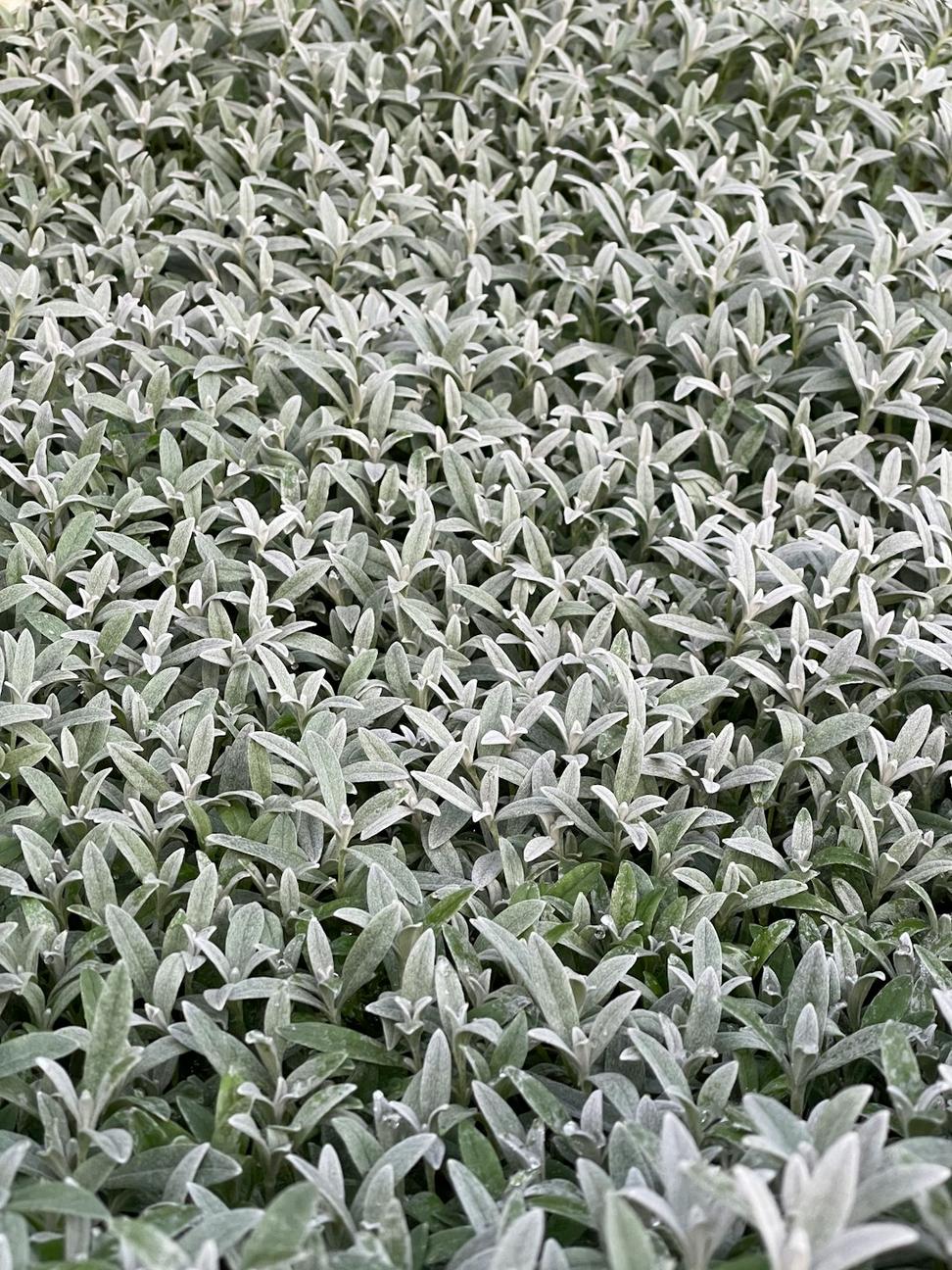 White and silver memorial arrangement