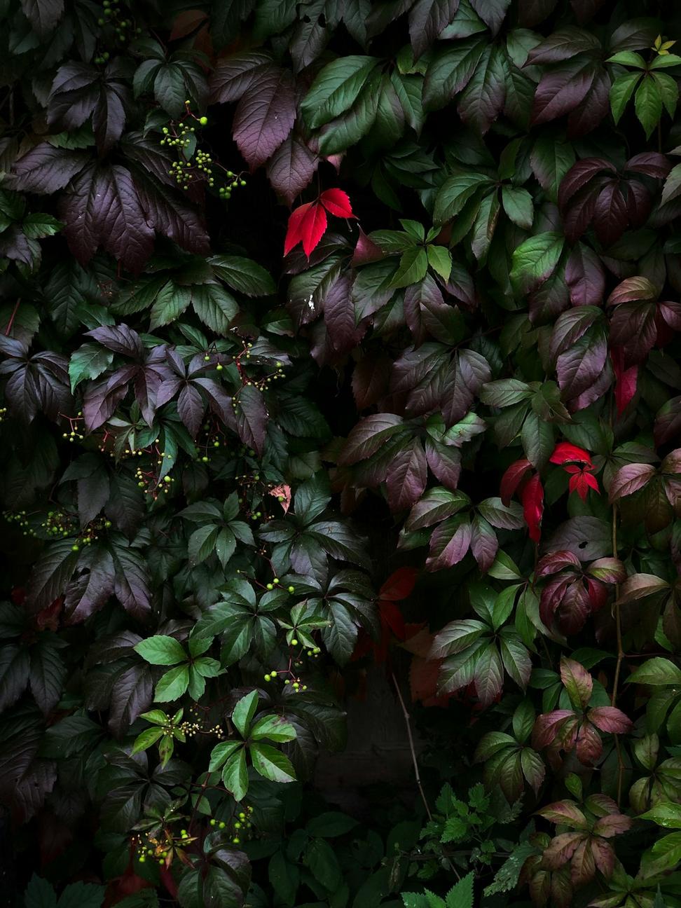 Burgundy event floral installation